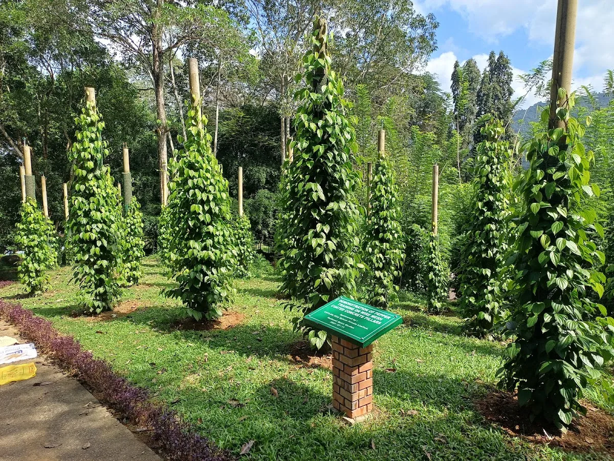 Paseo por un jardín de especias ayurvédico
