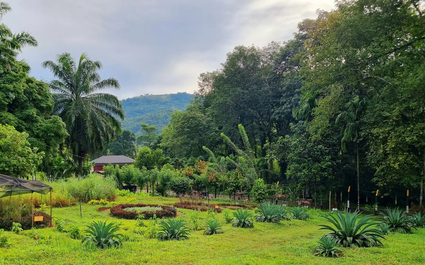 Paseo por un jardín de especias ayurvédico