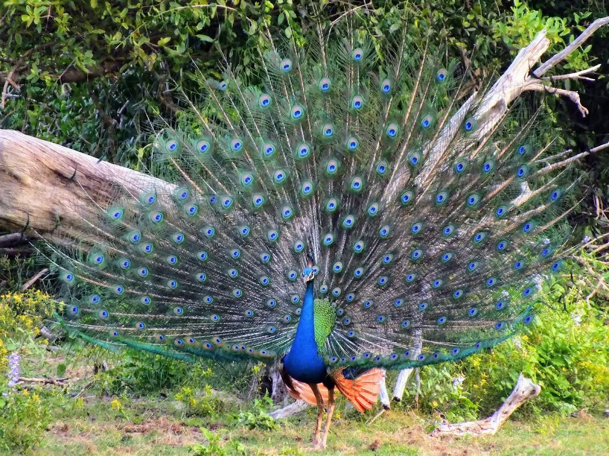Safari ornitológico de aves migratorias en Bundala