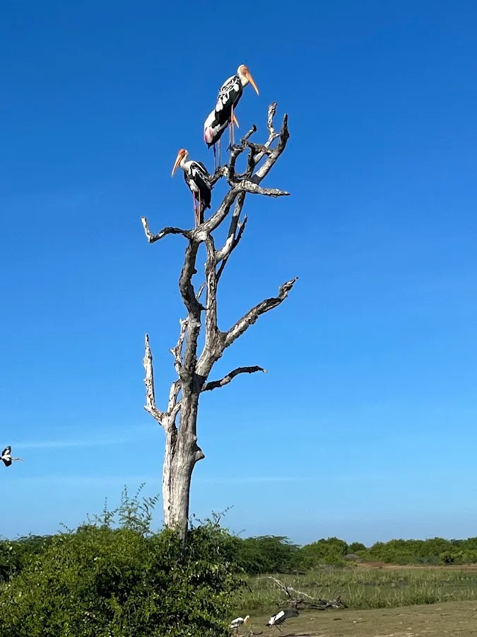 Safari ornitológico de aves migratorias en Bundala