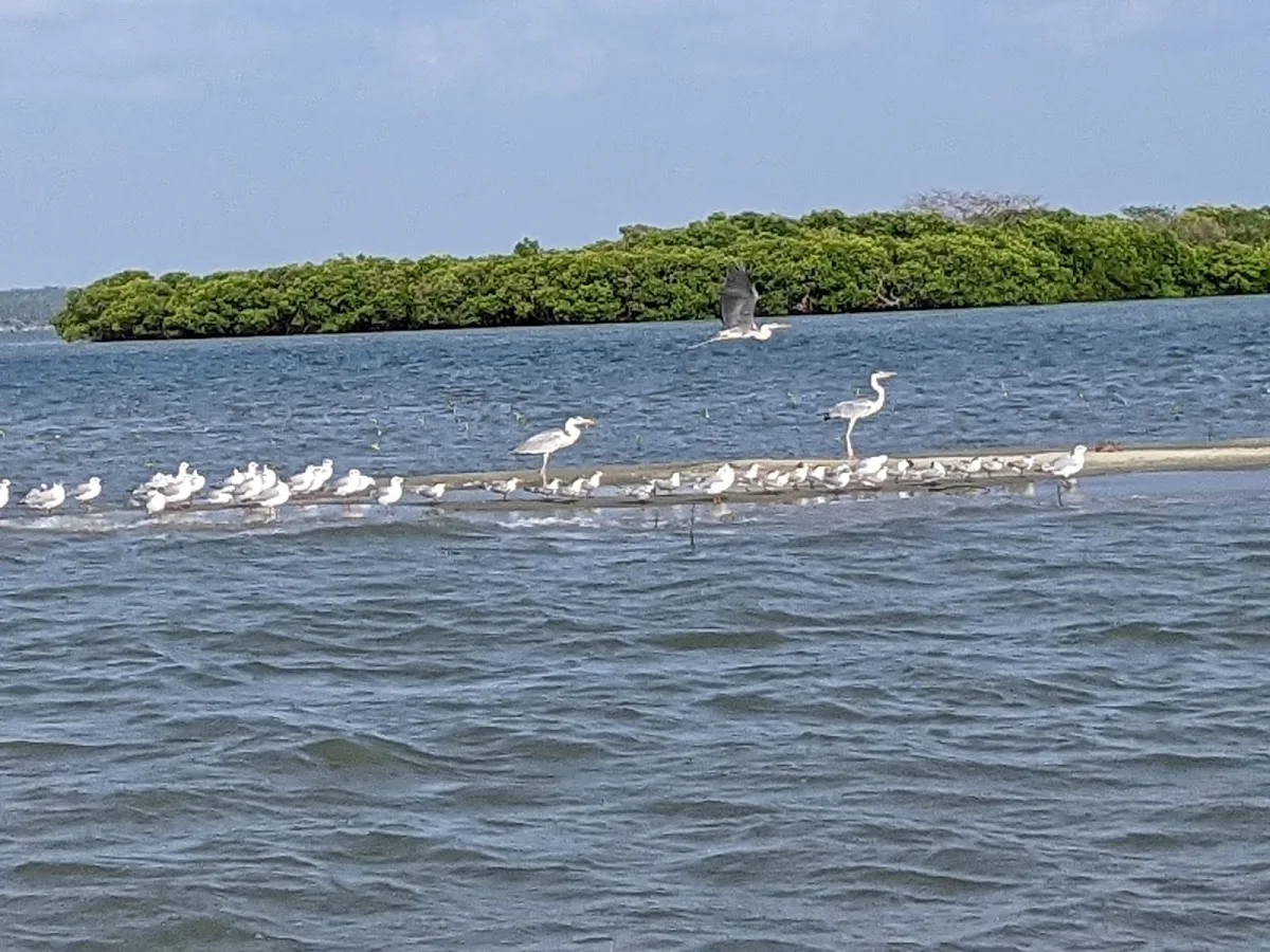 Crucero de delfines en Kalpitiya