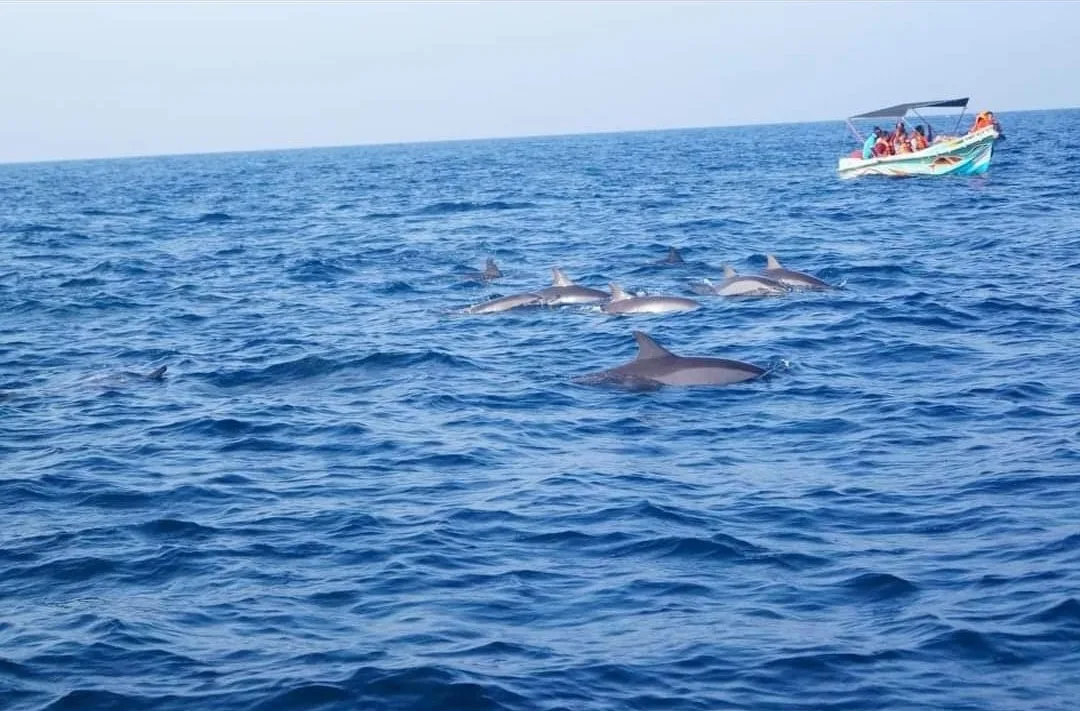 Crucero de delfines en Kalpitiya