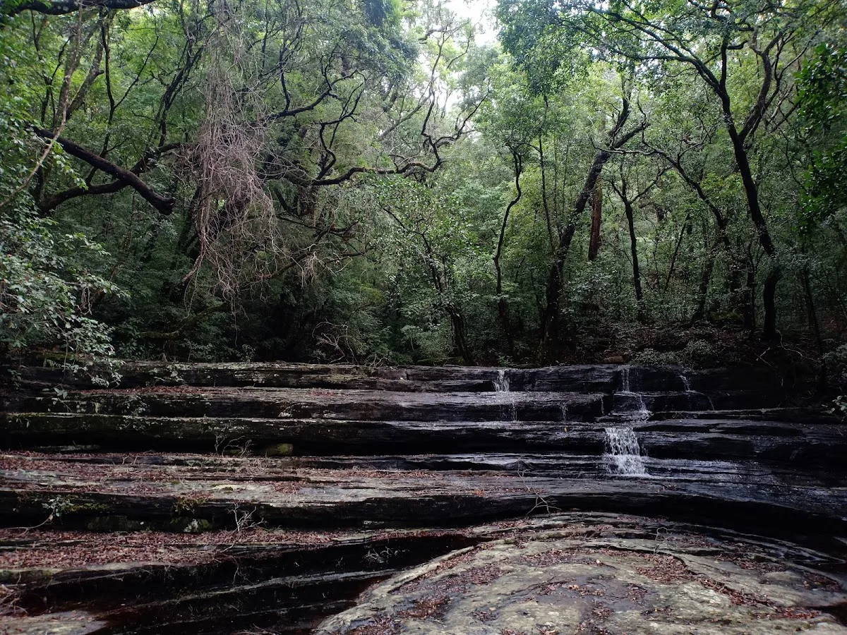 Baño de bosque en Knuckles