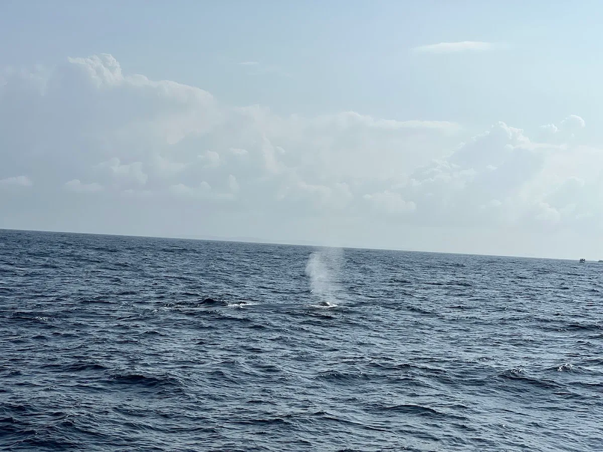 Avistamiento de ballenas en Mirissa