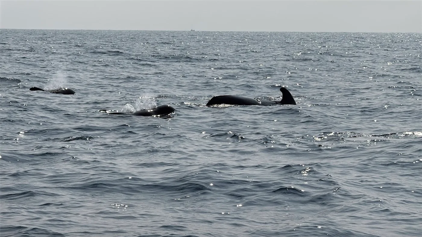 Avistamiento de ballenas en Mirissa