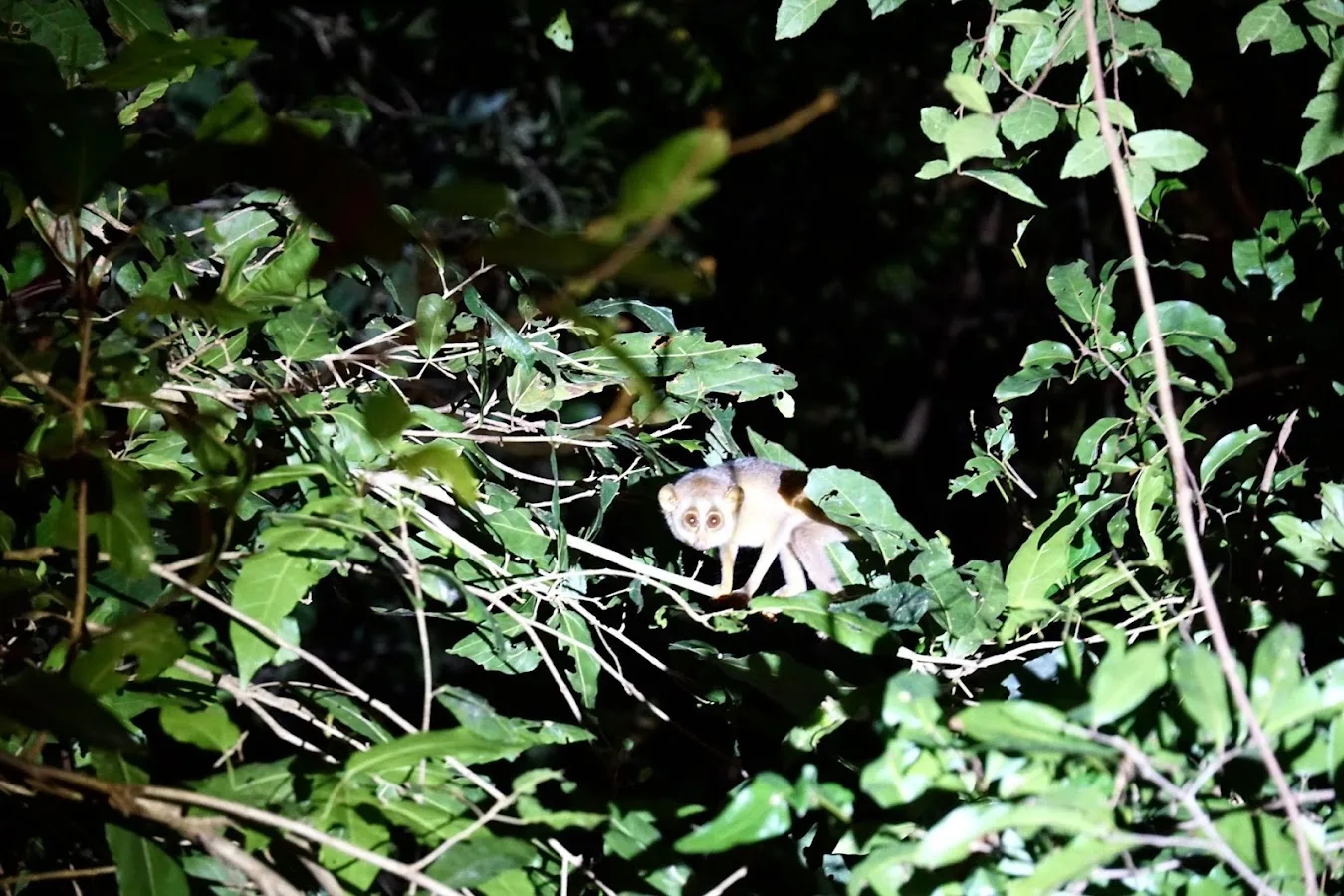Sendero nocturno de Sigiriya