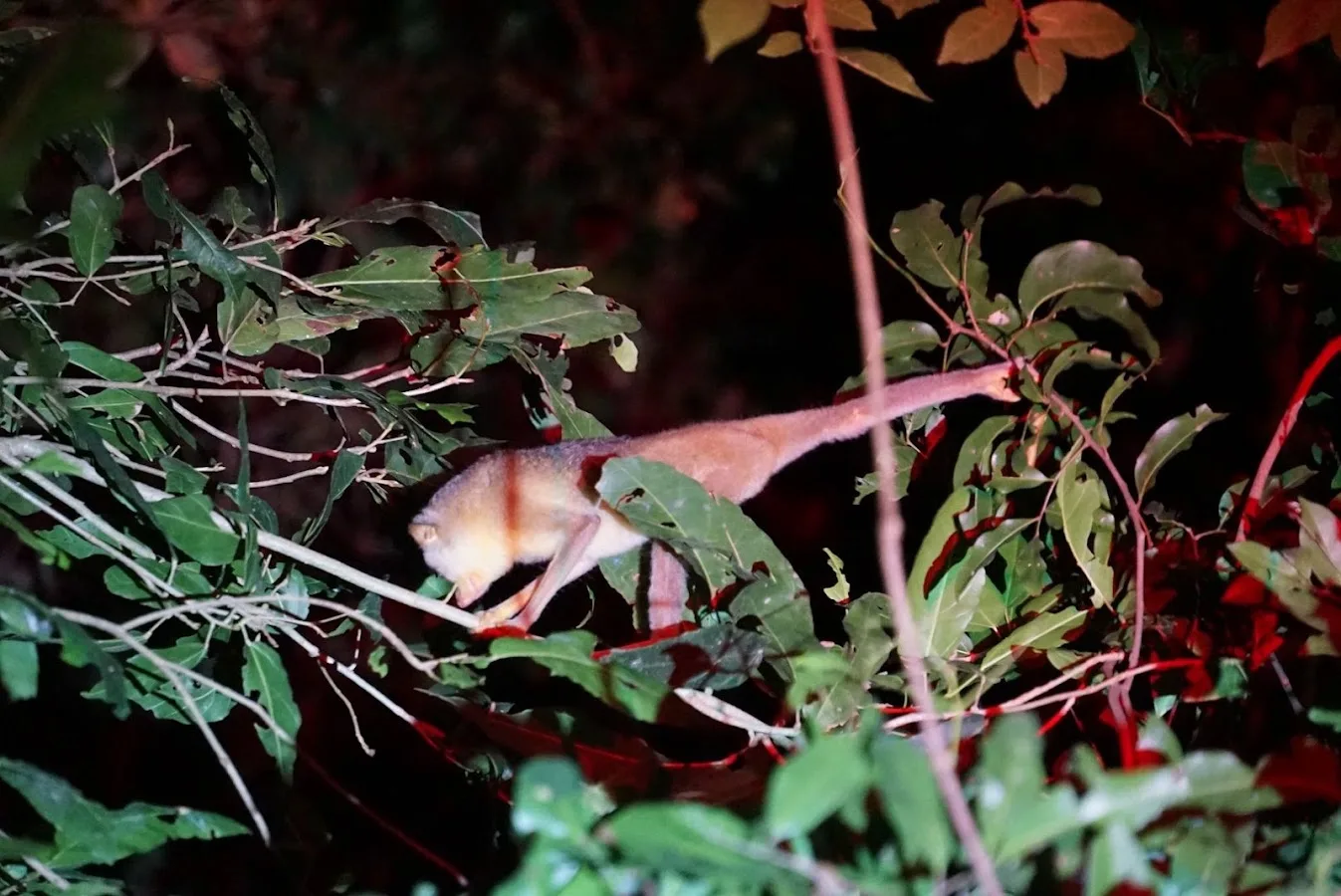 Sendero nocturno de Sigiriya