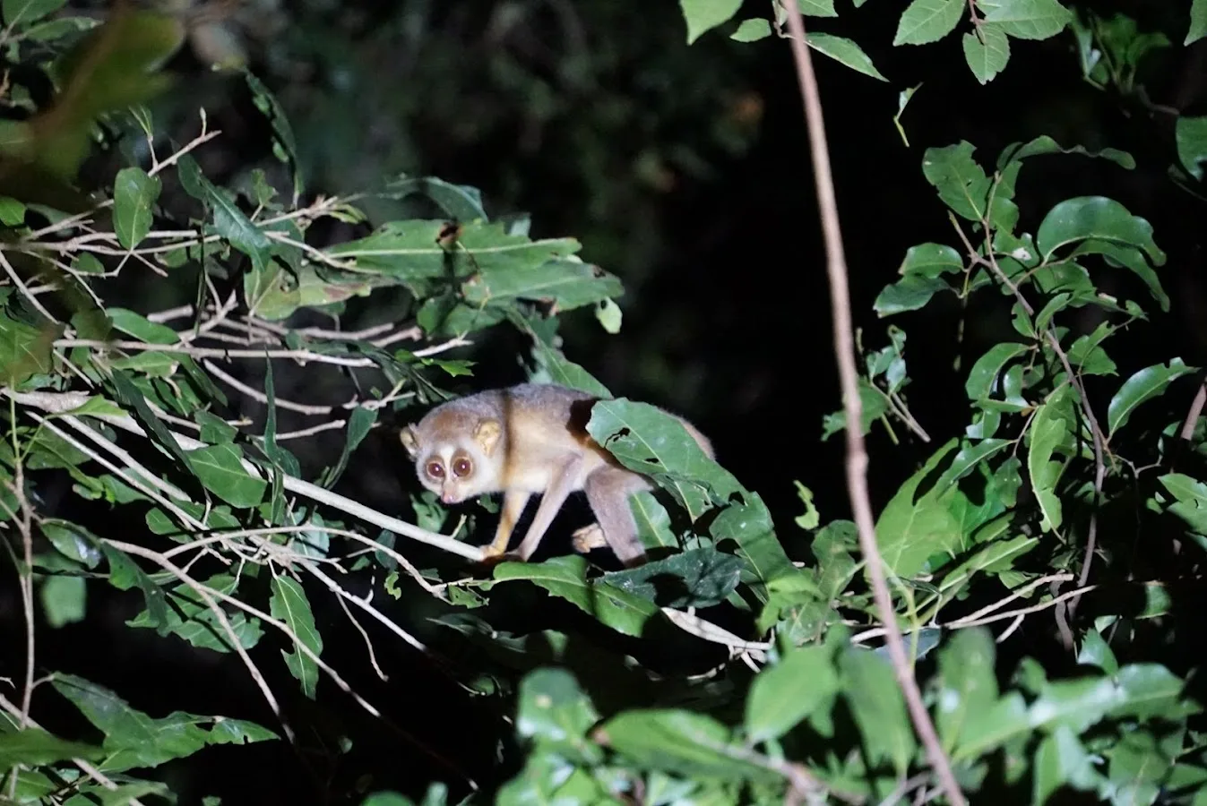 Sendero nocturno de Sigiriya