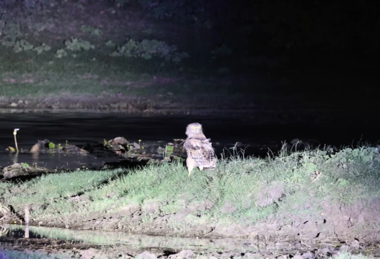 Sendero nocturno de Sigiriya