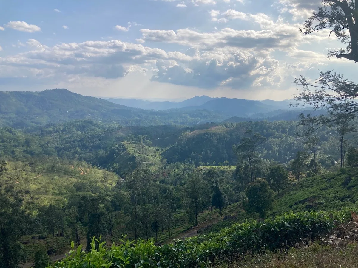Paseo de atención plena en Sinharaja