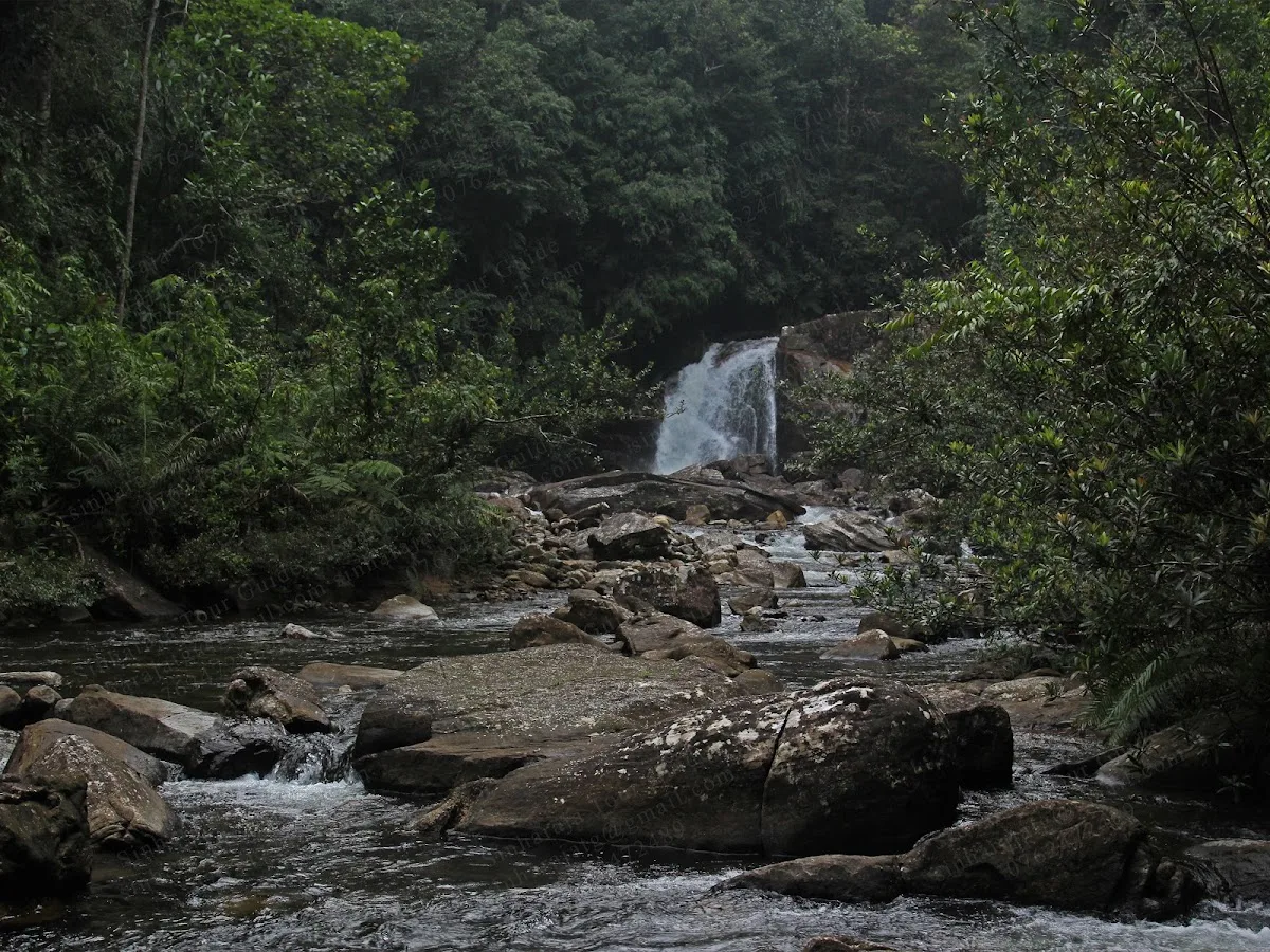 Paseo de atención plena en Sinharaja