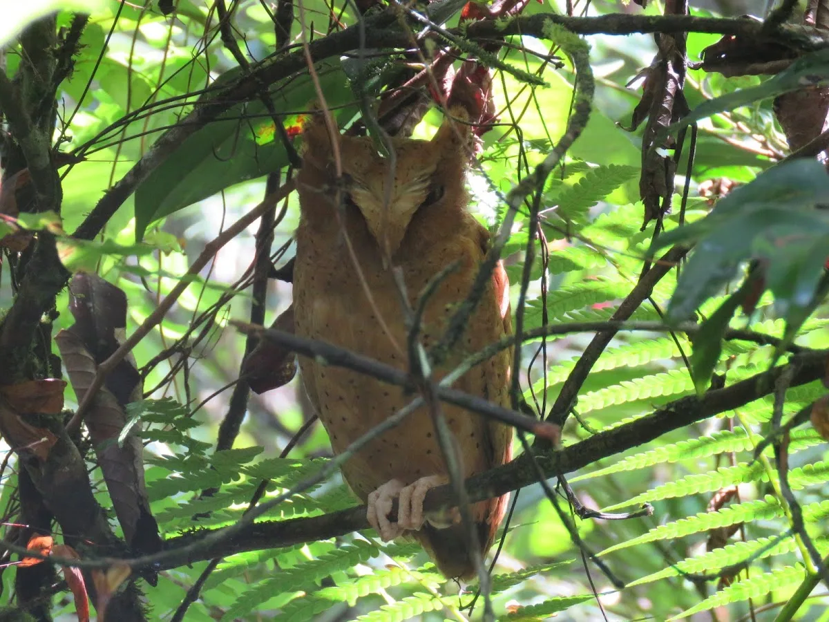 Sinharaja con un naturalista forestal