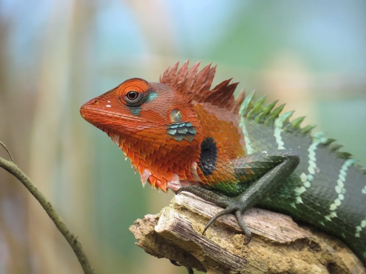 Sinharaja con un naturalista forestal