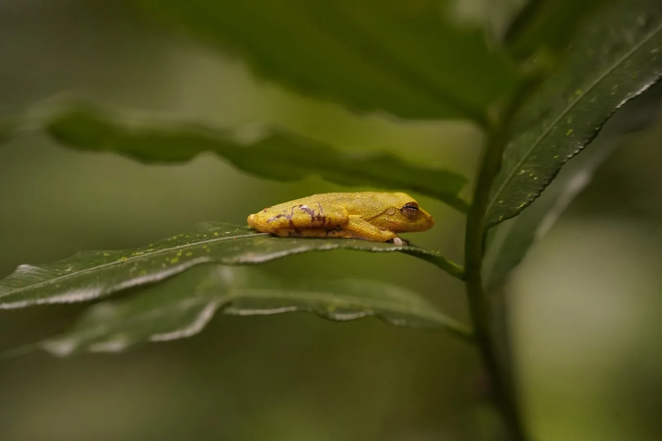 Sinharaja con un naturalista forestal