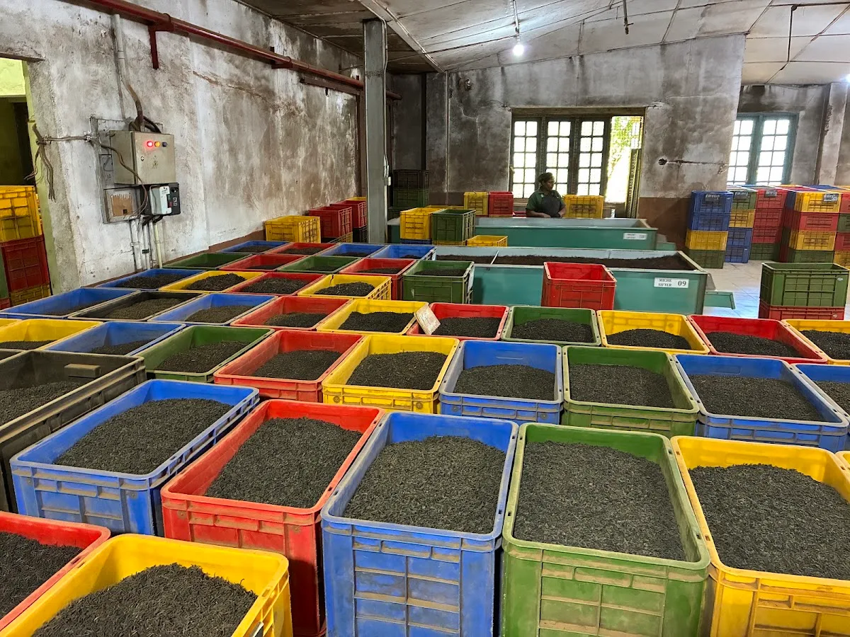 Cata privada de té y visita a la fábrica
