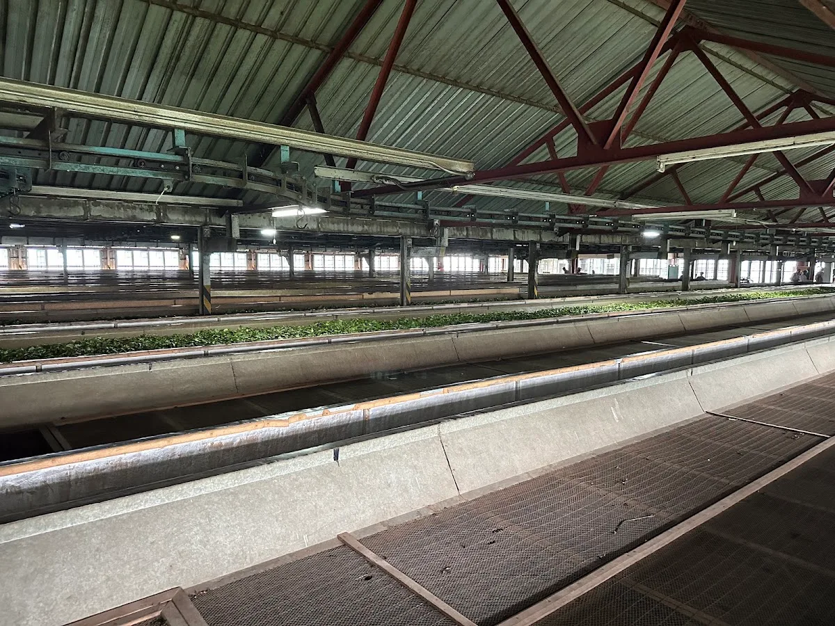 Cata privada de té y visita a la fábrica