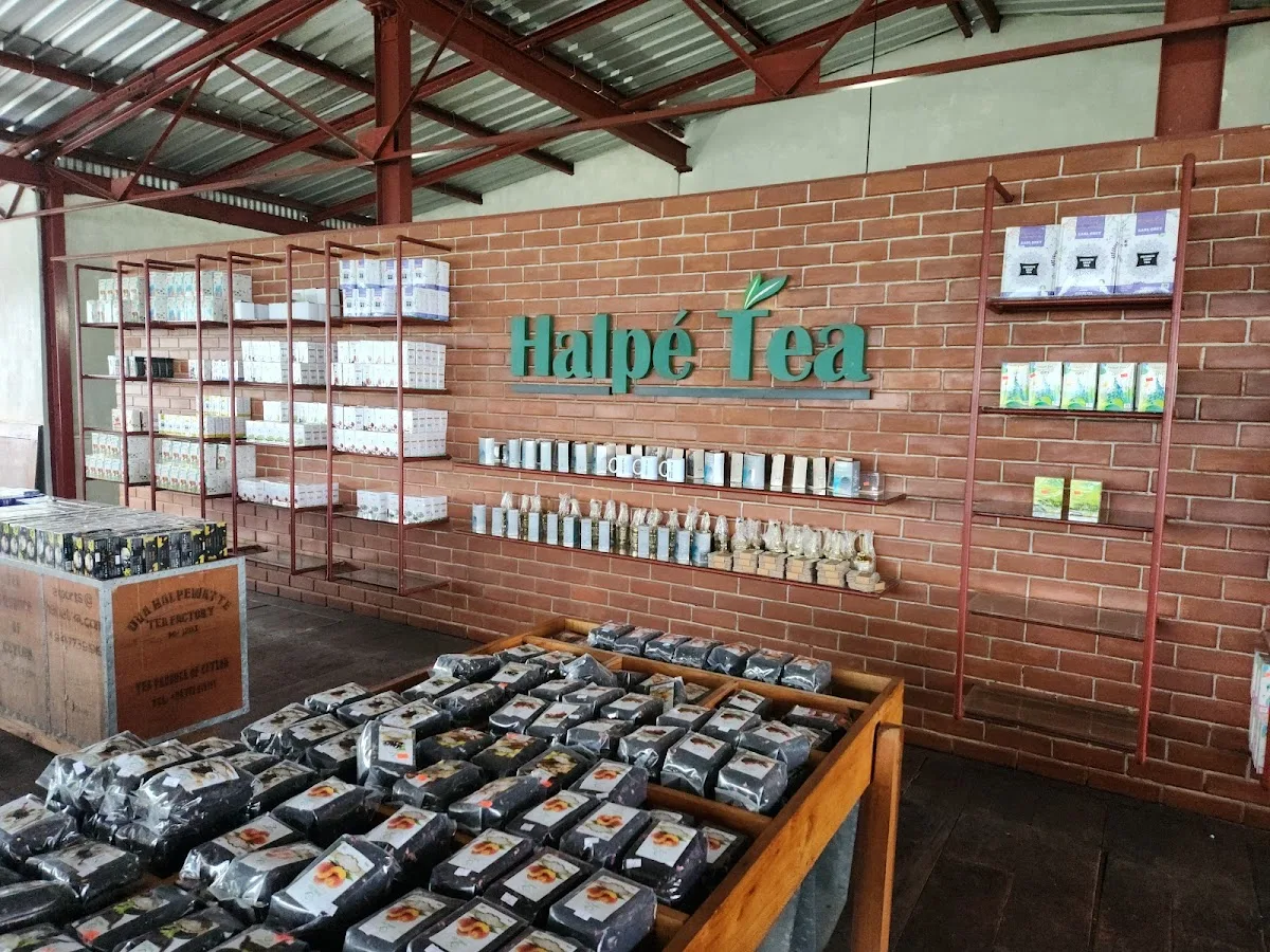 Cata privada de té y visita a la fábrica