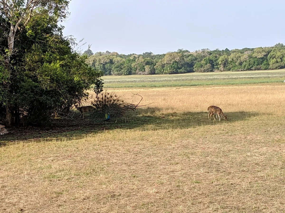 Safari en plena naturaleza en Wilpattu