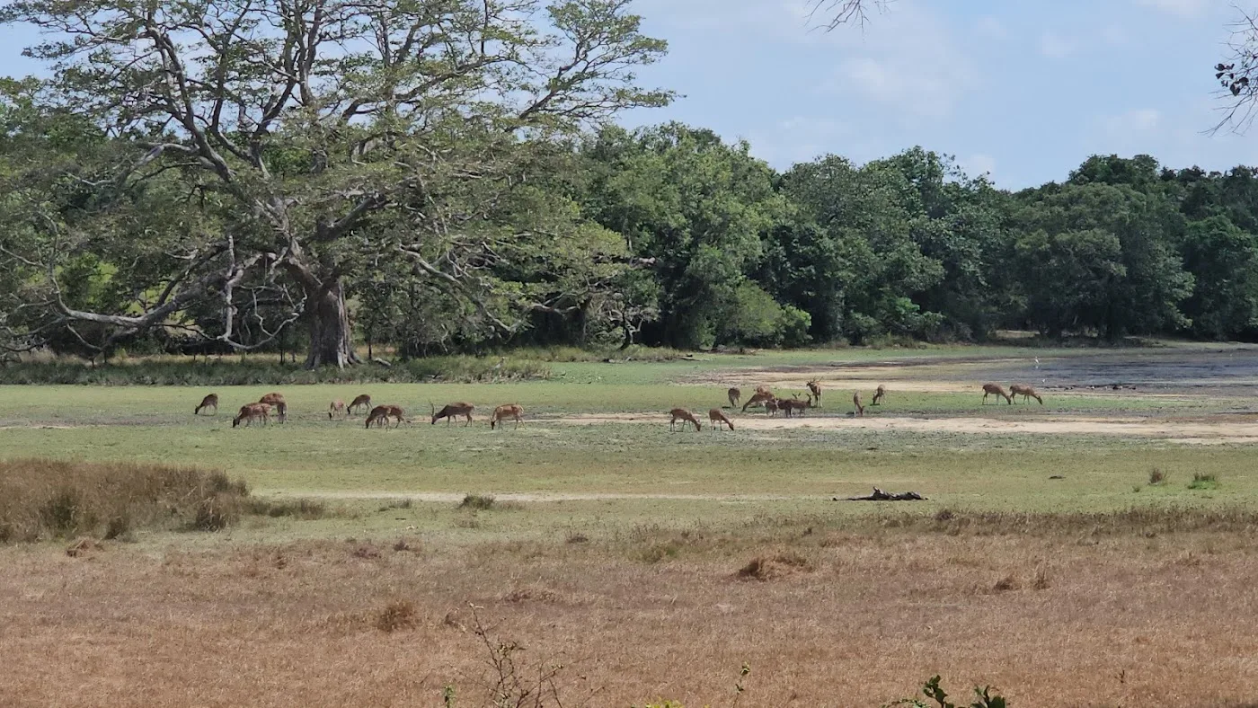Safari en plena naturaleza en Wilpattu
