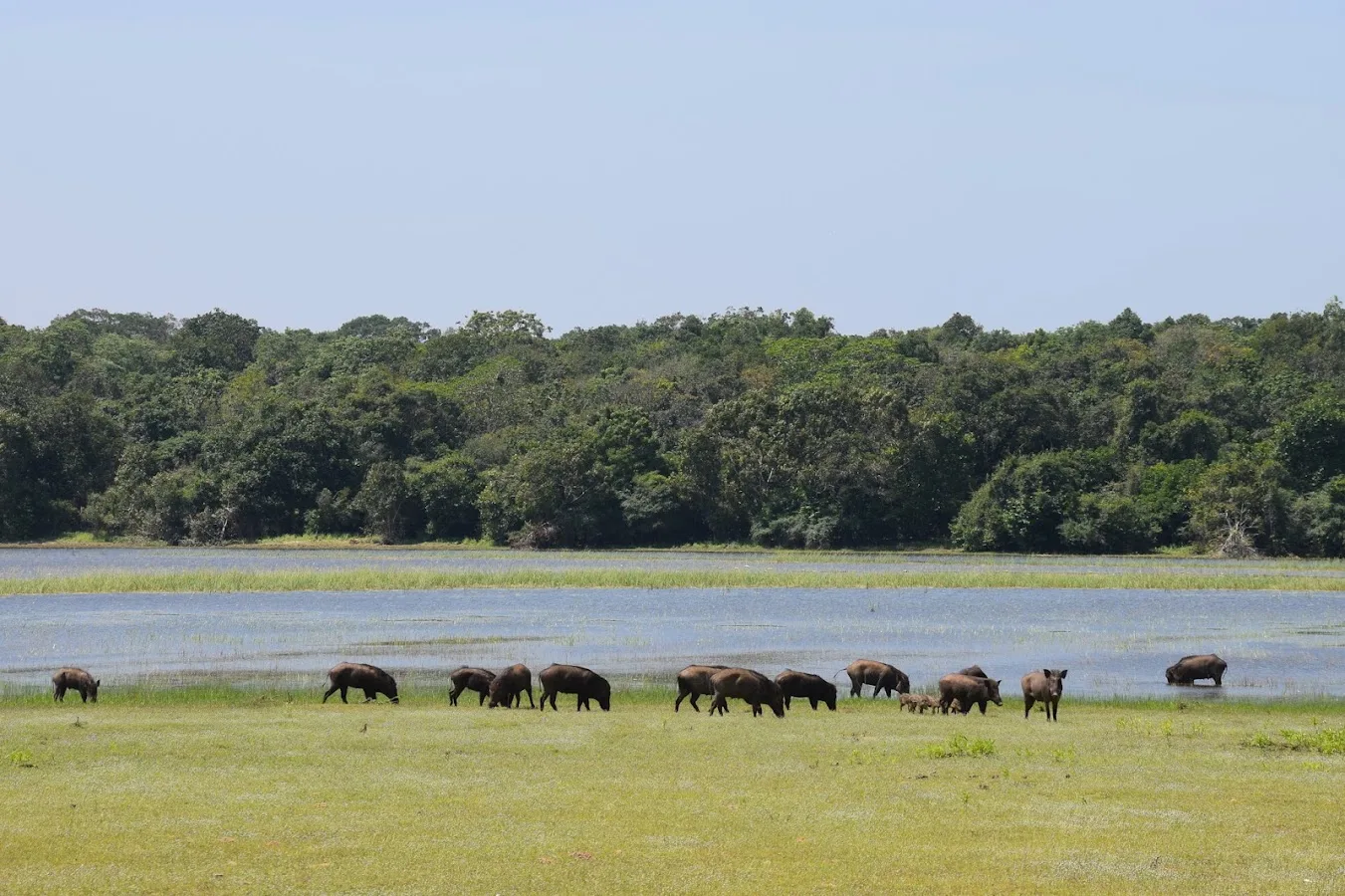 Safari en plena naturaleza en Wilpattu