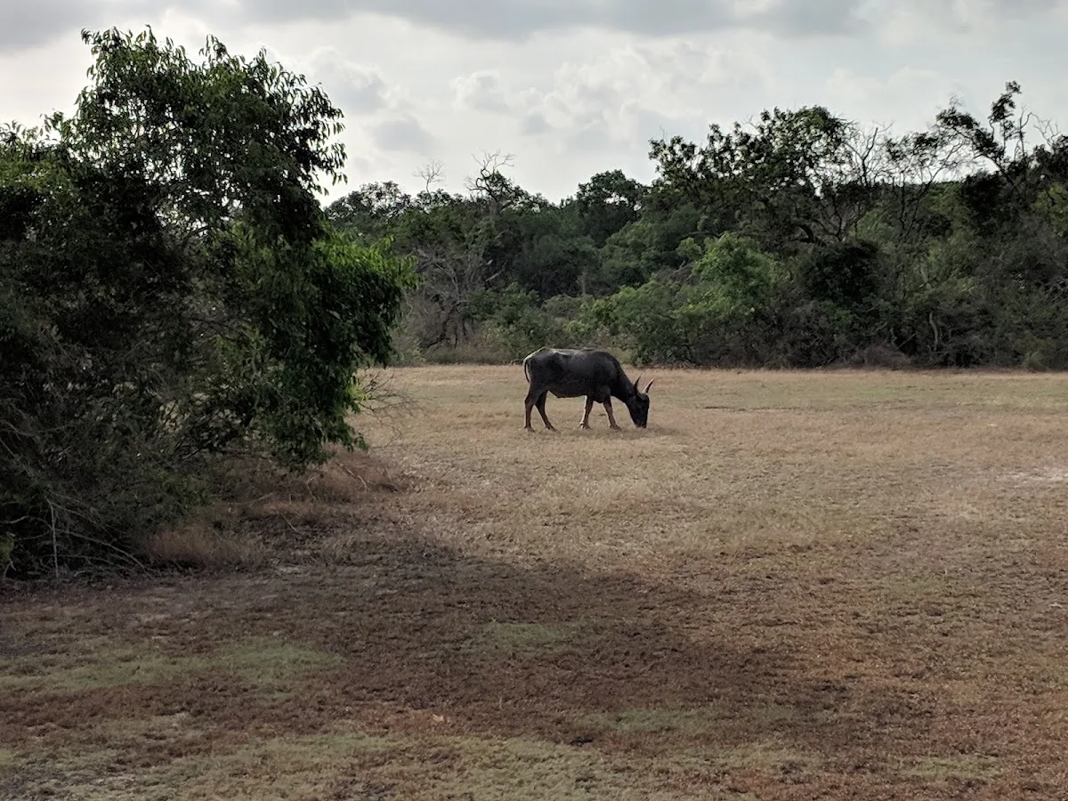 Safari en plena naturaleza en Wilpattu