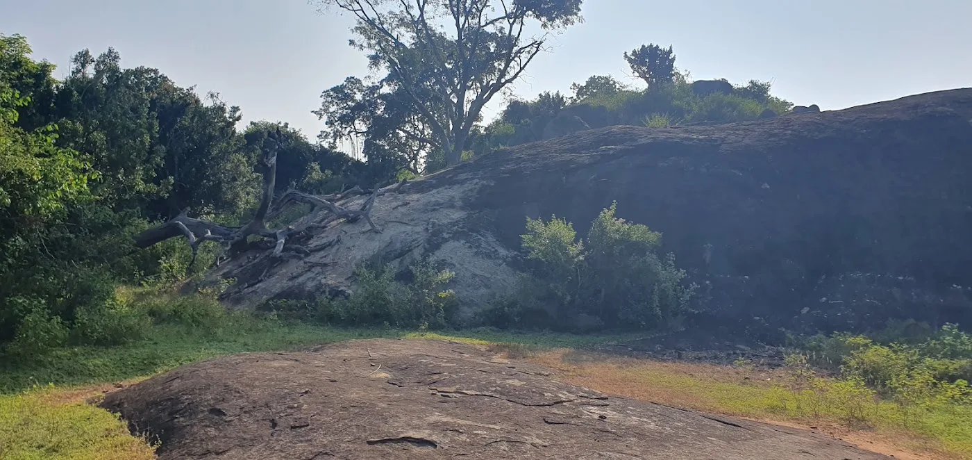 Safari de día completo en Yala