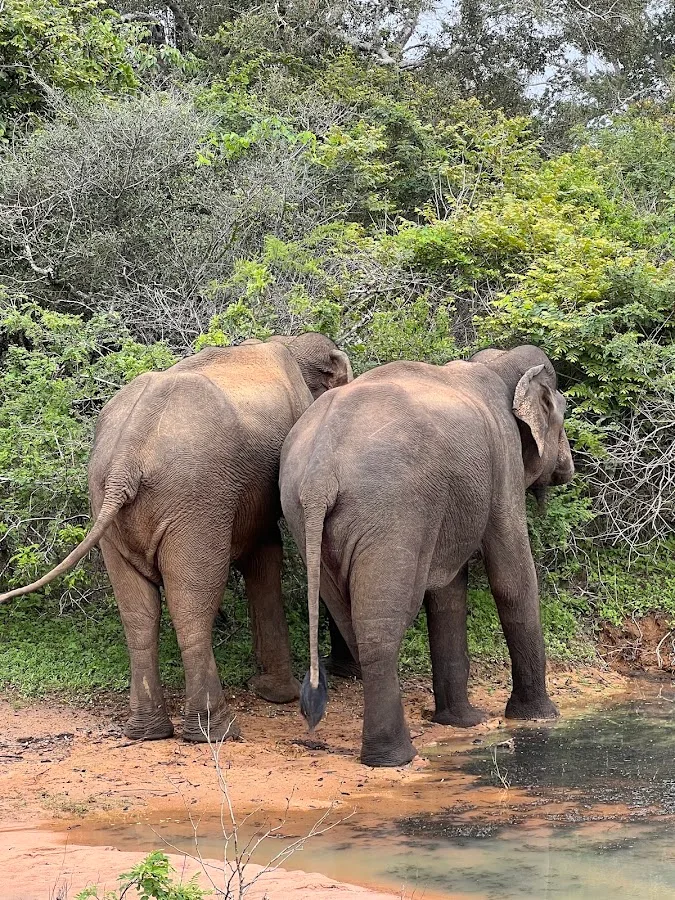 Safari de día completo en Yala