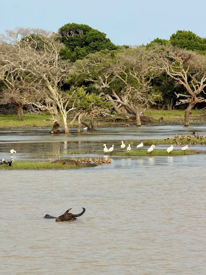 Safari de día completo en Yala