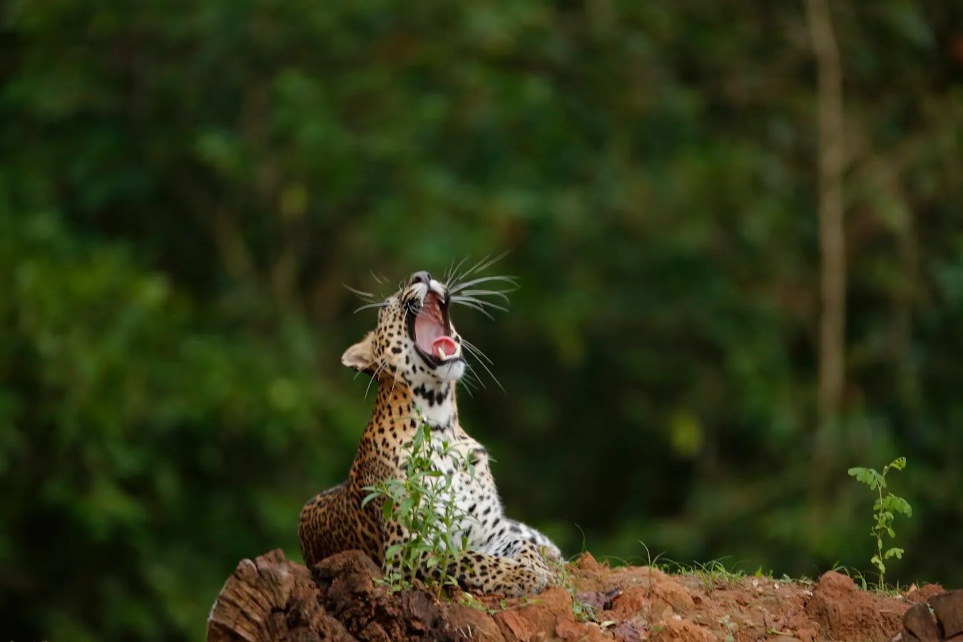 Safari de leopardos en Yala