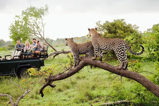 Safari de leopardos en Yala