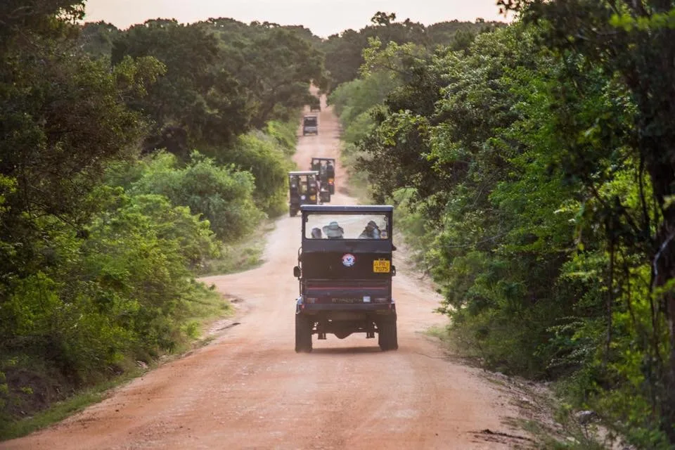Safari de leopardos en Yala