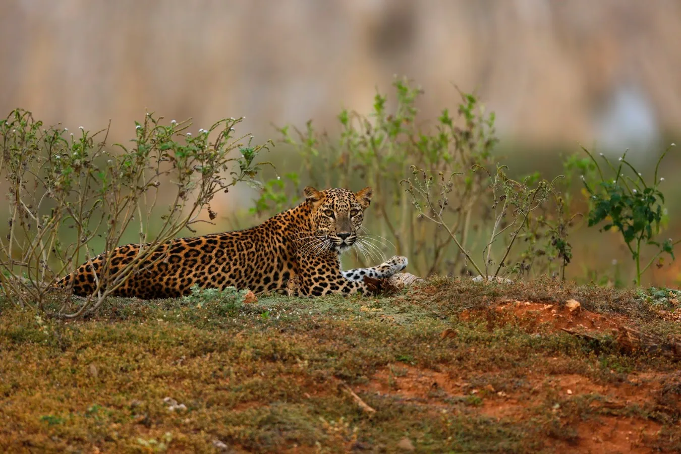 Safari de leopardos en Yala